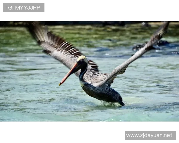 新援普尔携古董相机展创意鹈鹕官推花式互动赢得众多点赞